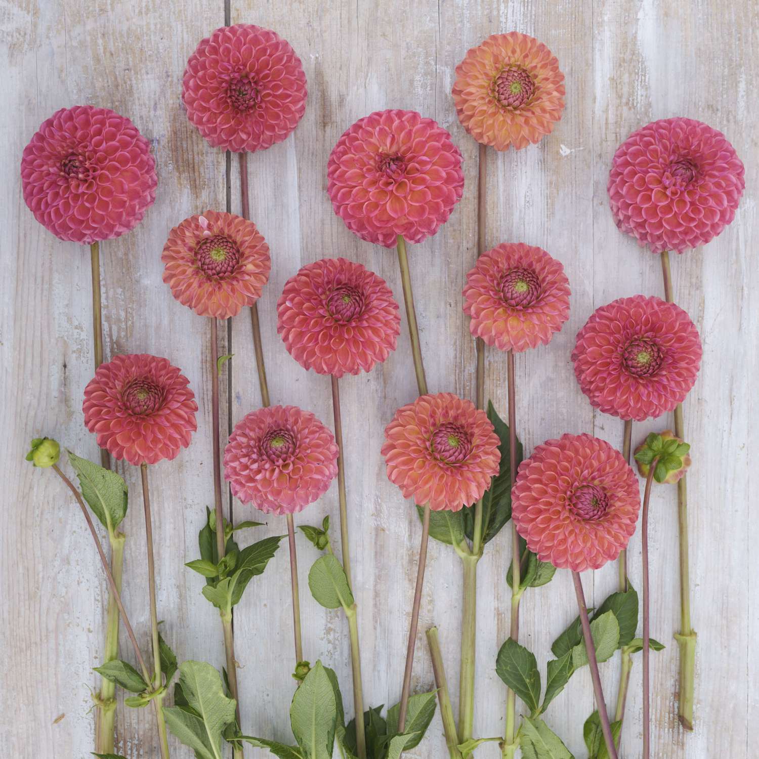 Dahlie ‘Hapet Coppery’